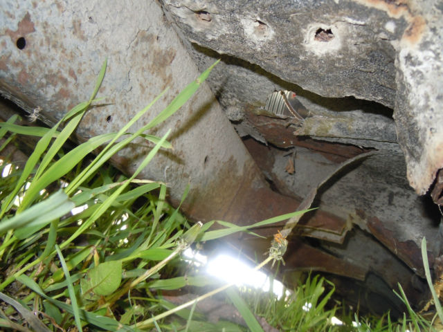 1951 Cadillac DeVille - photo 13