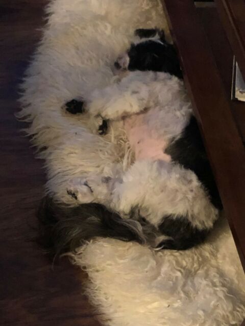 1958 Cadillac Eldorado - photo 9