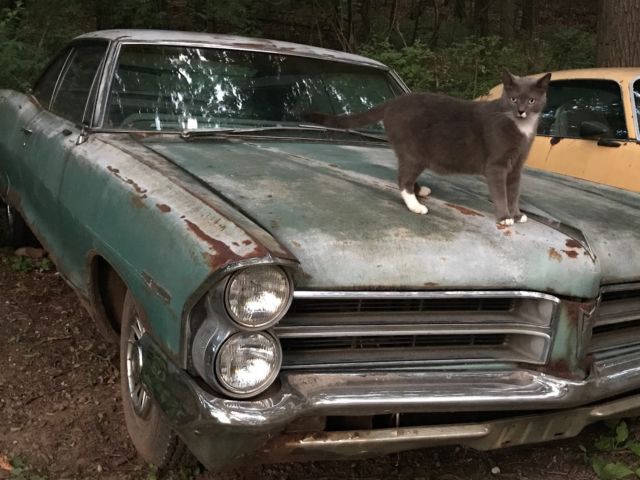 1965 Pontiac Catalina - photo 11