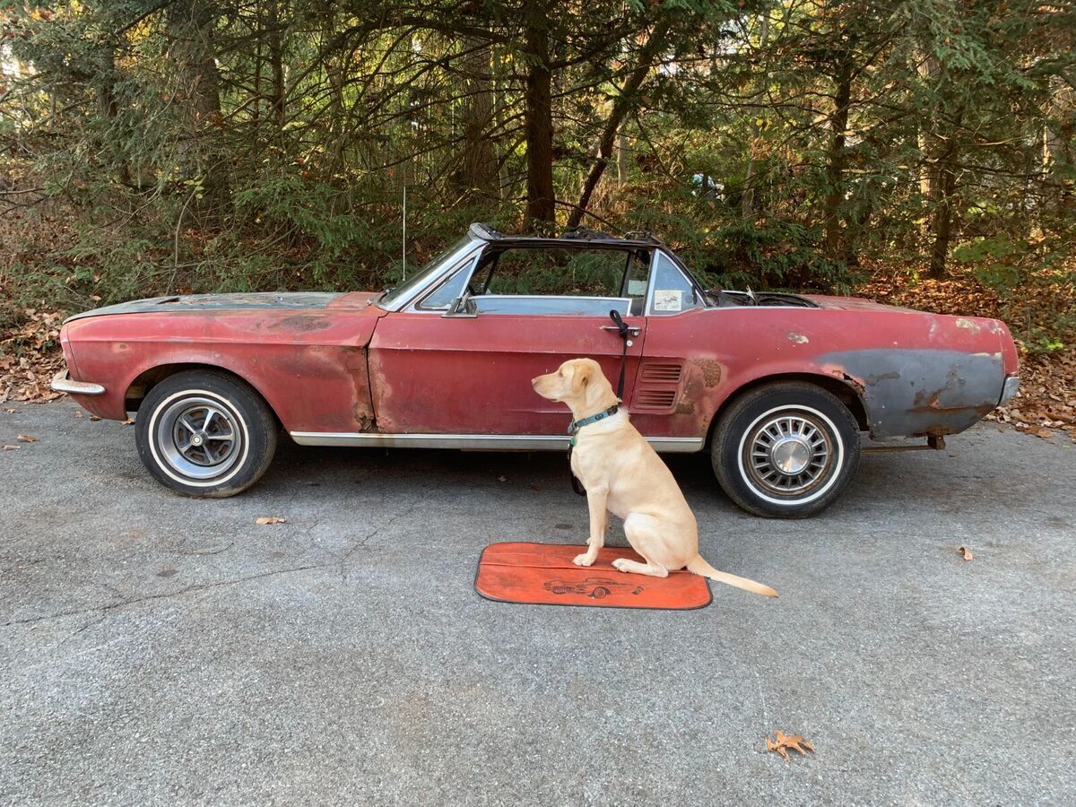 1967 ford mustang convertible v8 project needing restoration. 1967 Ford Mustang convertible