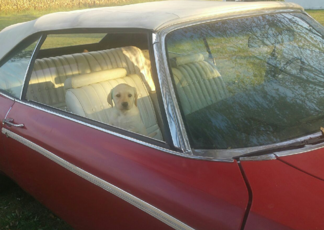 1975 Oldsmobile Eighty-Eight - photo 2