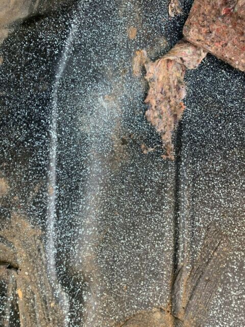 1978 Pontiac Trans Am Firebird - photo 10