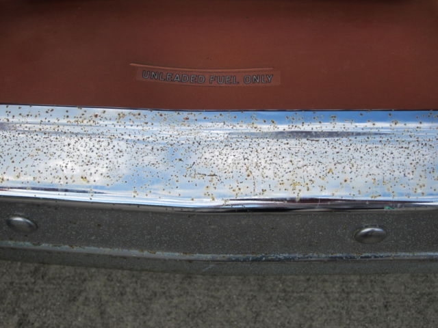 1977 Chevrolet Nova - photo 6