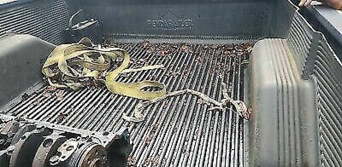 1977 Dodge D100 Custom - photo 6