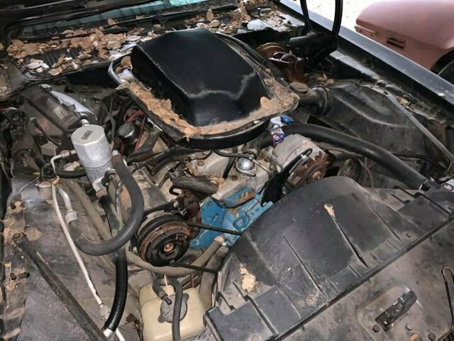 1977 Pontiac Trans Am SE -- - photo 11