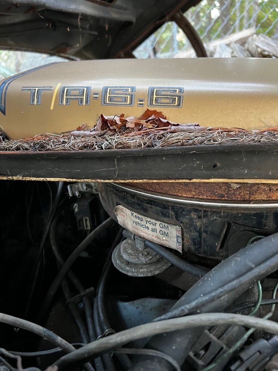 1978 Pontiac Firebird Y88 W72 - photo 10