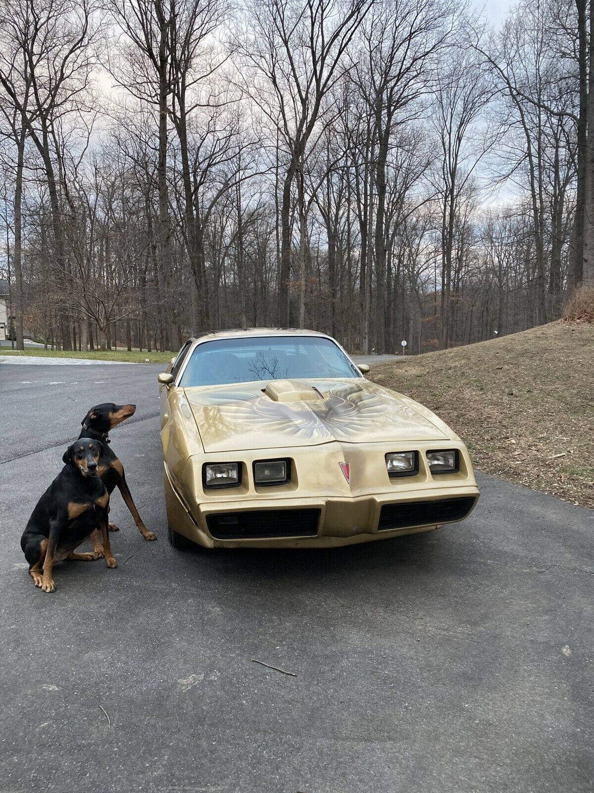 1979 Pontiac Trans Am - photo 5