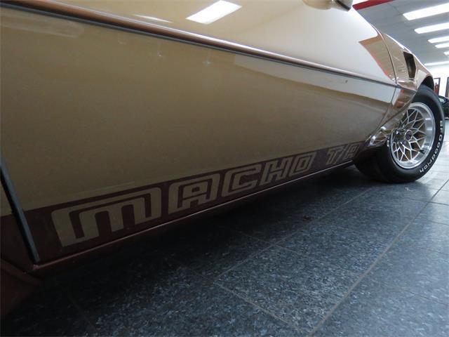 1979 Pontiac Trans Am DKM Macho - photo 13
