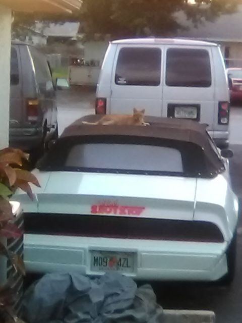 1980 Pontiac Trans Am - photo 8