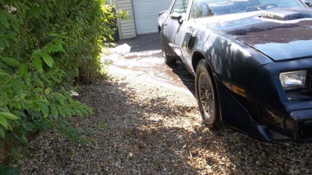 1981 Pontiac Firebird Trans AM - photo 4