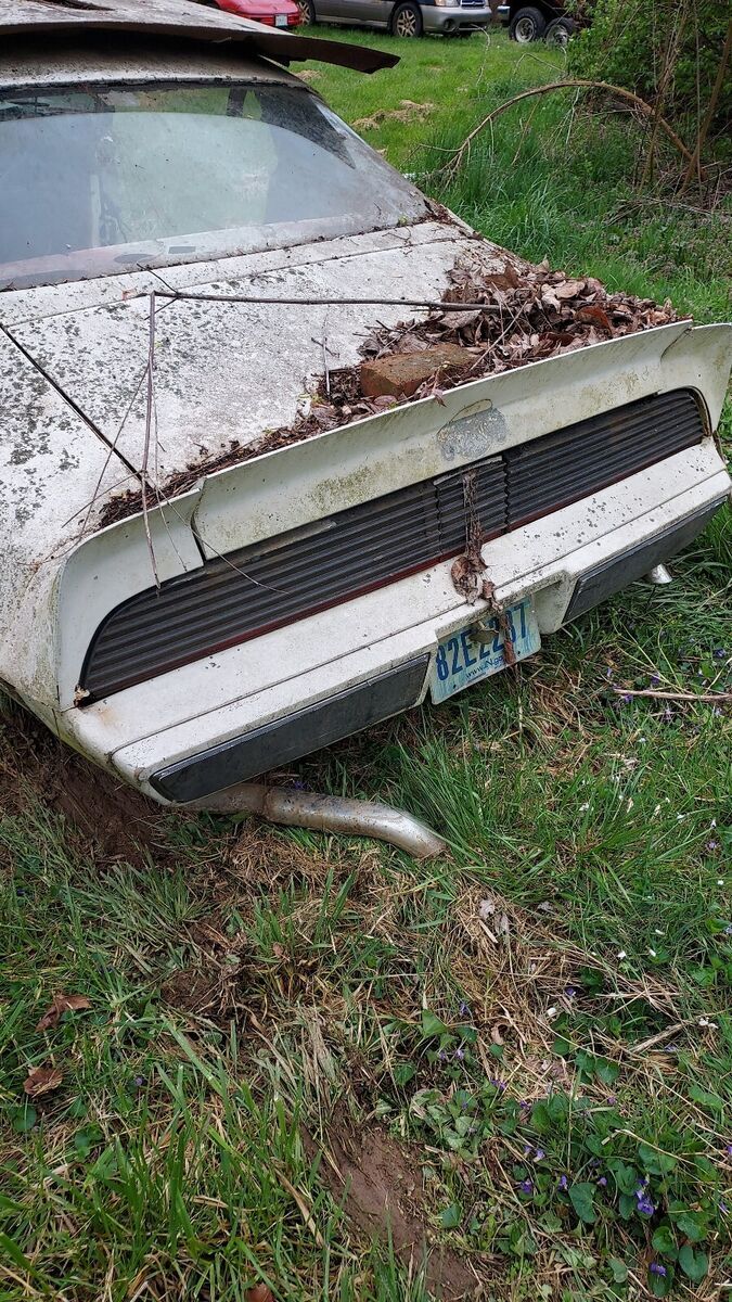 1981 Pontiac Firebird TRANS AM - photo 11