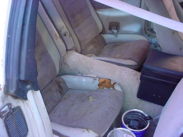 1984 Pontiac Trans Am - photo 9
