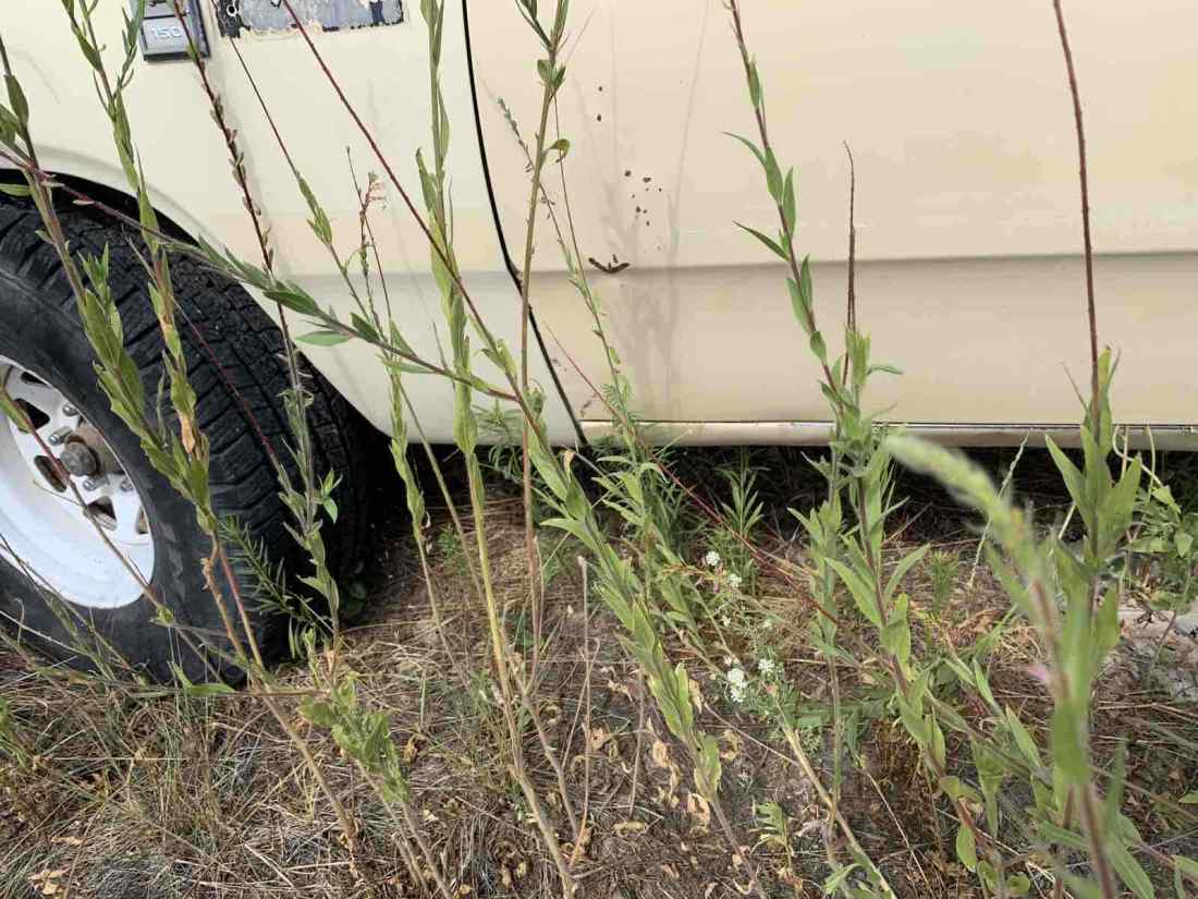 1988 Dodge D150 D150 - photo 12