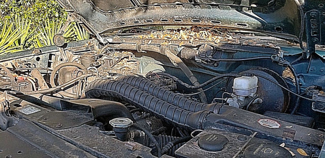1994 Ford F-250 XL - photo 6