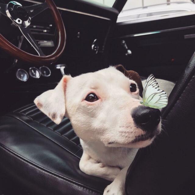1968 Pontiac Firebird - photo 12