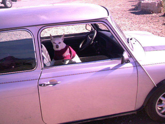 1974 Mini Classic Mini leather - photo 4