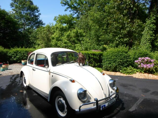 1966 Volkswagen Beetle - Classic delux - photo 2