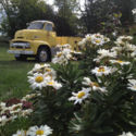 1954 Ford C-800 Big Job COE cab over.  -Runs and drives-