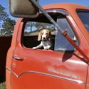 1959 Studebaker Chassis Cab Flatbed Dump 4E16-155 near Cheyenne