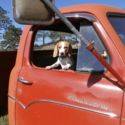 1959 Studebaker Flatbed Dump