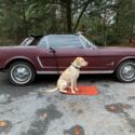 1965 ford mustang convertible project car