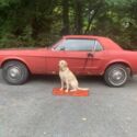 1967 ford mustang base hardtop 2-door 4.7l project needing  restoration.