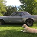 1968 ford mustang v8 coupe project