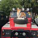 1987 Defender 110 200TDi RHD