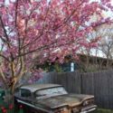 Ford Edsel for restauration or parts